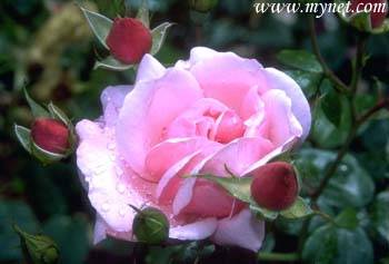 ___________GULPEMBE_____________